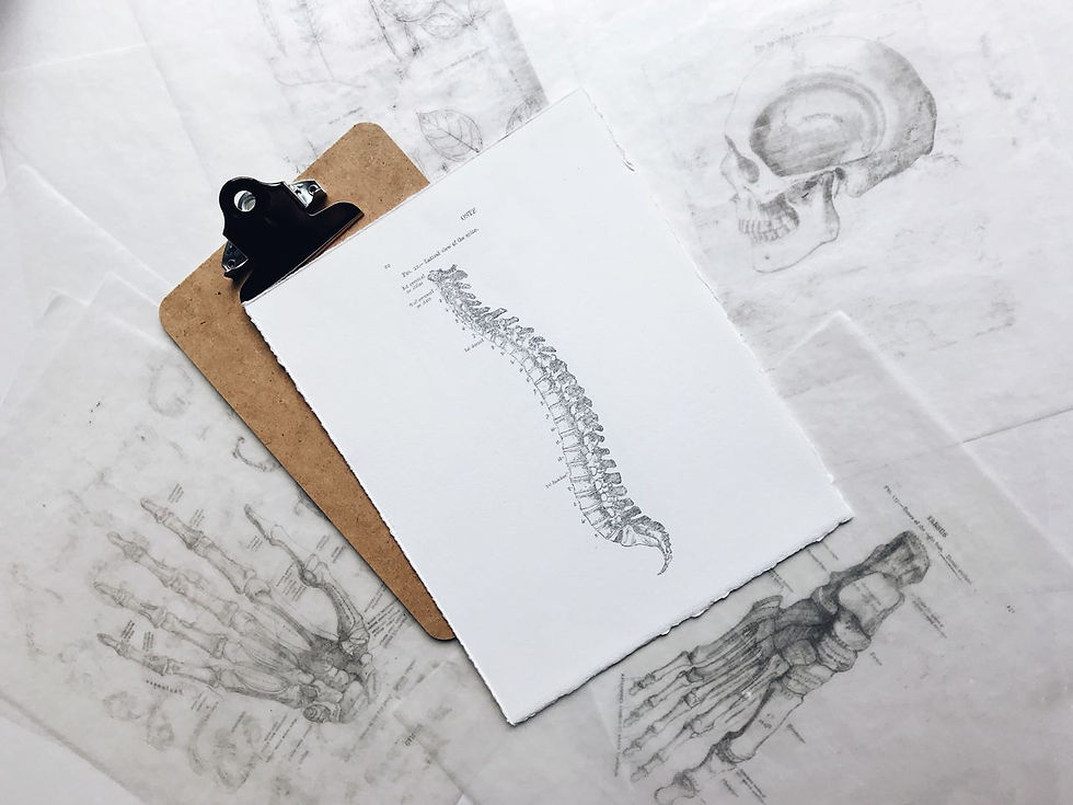 Picture of a spine