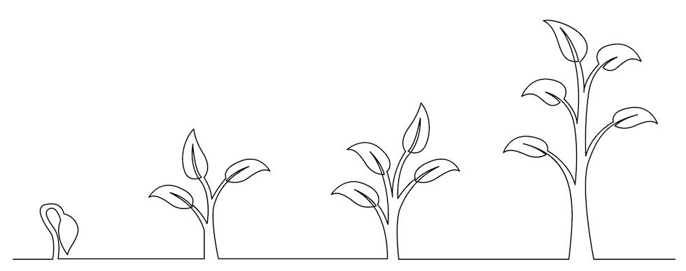 Line drawing of a shoot growing into a mature plant