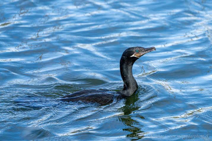 cormoran neotropical llanquihue