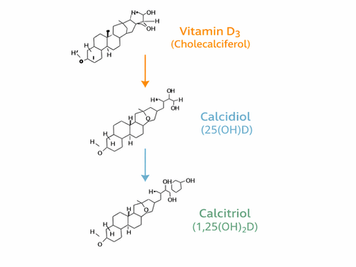 Vitamin D3 Metabolism Breakdown