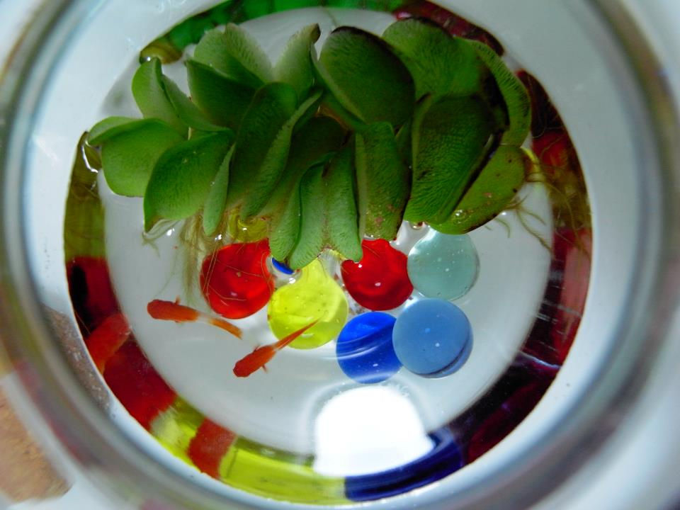 Fish tank
