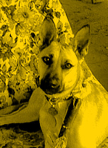 Nellie on chair_edited_edited.jpg