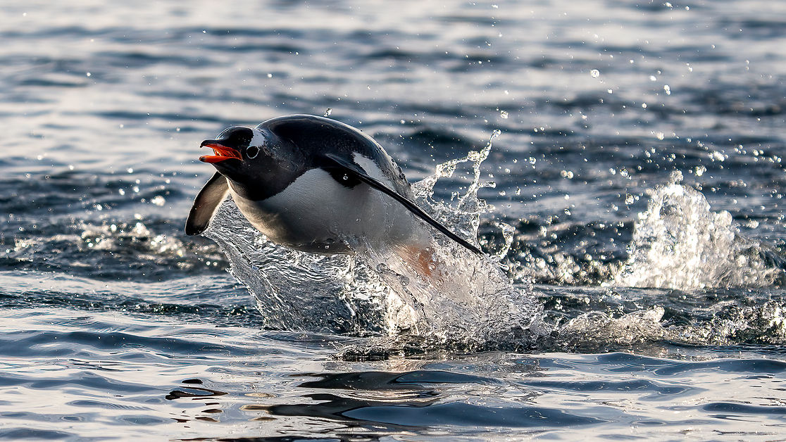 Antarctica_Pl_neau_Island_Gentoo_Penguin_HX_48042_Photo_Geraldine_Prince.jpg