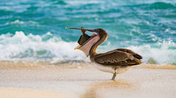Gal_pagos_Islands_Mosquera_Island_HX_43824_Photo_Andres_Mesias