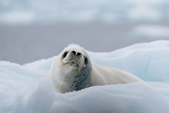 Antarctica_Flandres_Bay_Crabeater_Seal_HX_46188_Photo_Kay_Fochtmann.jpg
