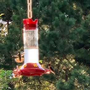 Fueling Up – Lessons from Hummingbirds
