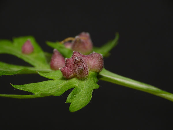 Insect Gall 
