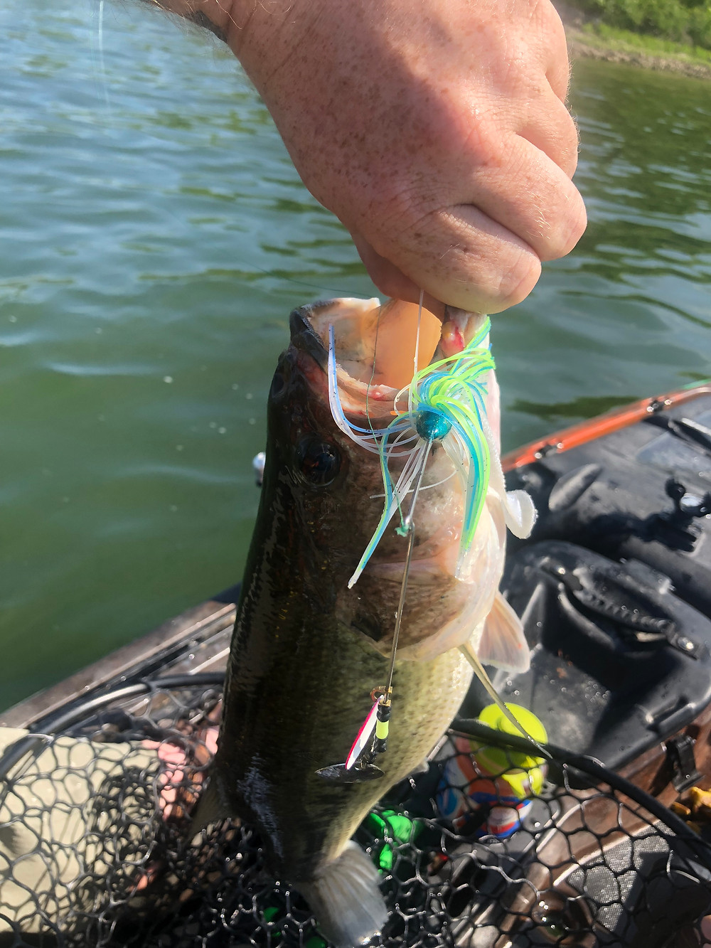 Large mouth bass