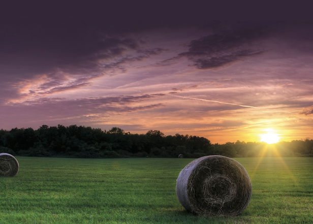 hay.jpg