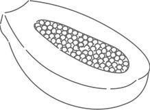 パパイヤイラスト種有