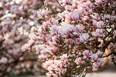 Fond decran magnolia ordi.jpg