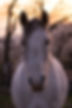 Cheval attentif, prêt à communiquer avec la personne qu'il a en face de lui.