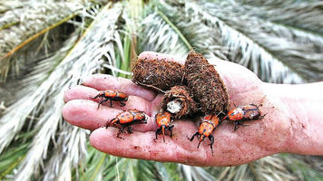 سقطرئ ‏هذه صورة #دودة النخيل، ألتقطت في جزيرة #سقطرى،