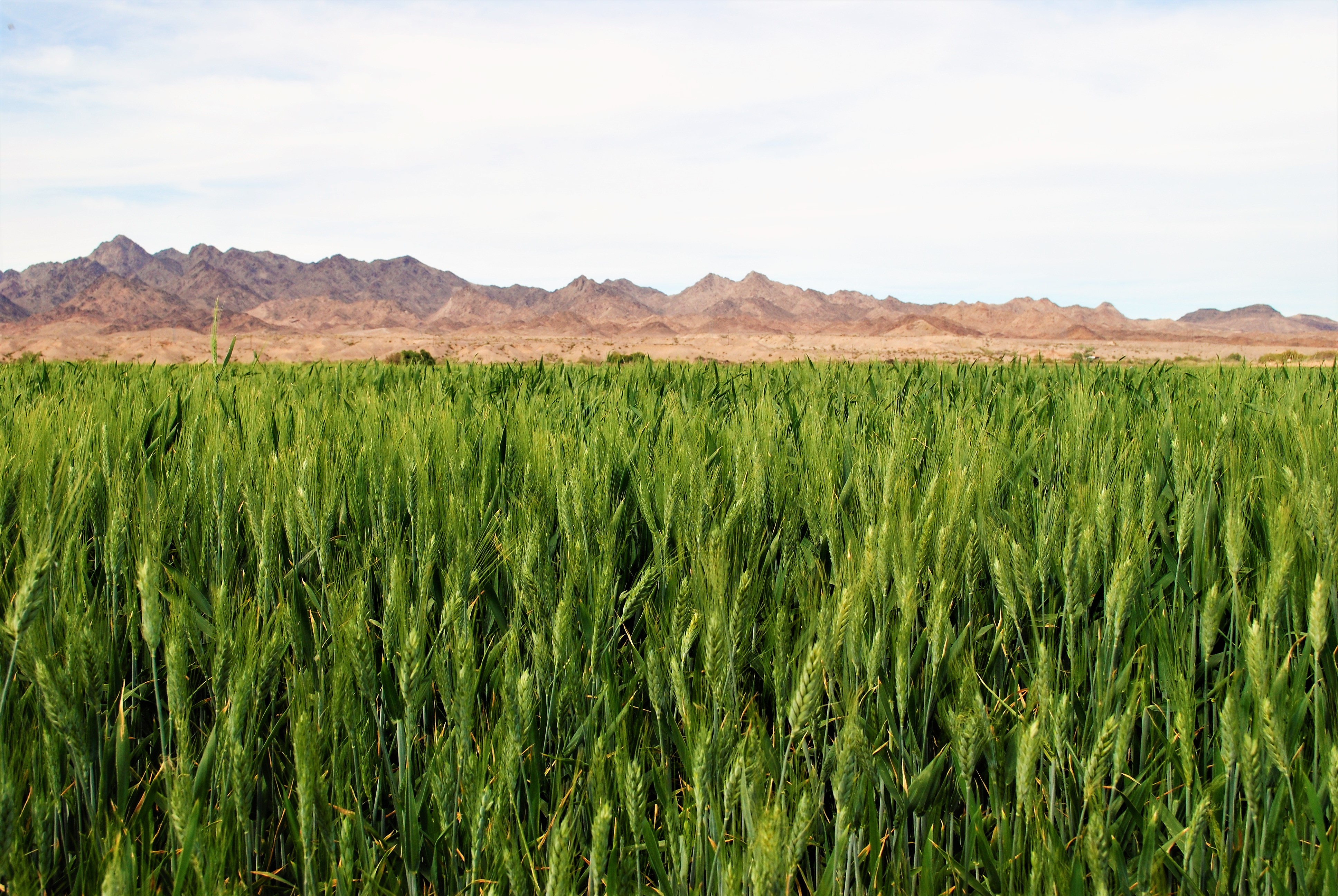 Agriculture Arizona Fertizona