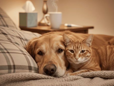 🤧 Rýma u psů a koček: Kdy jde o pouhé nachlazení a kdy je třeba k veterináři?