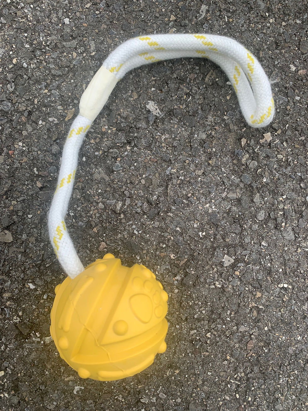 Miniaturbild: Schwimmball mit Kordel, Hundespielzeug, Ball mit Seil