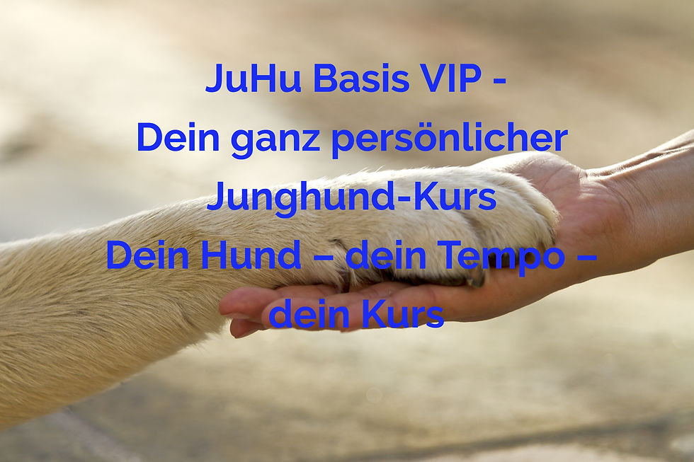 Junghund Basis VIP - Dein ganz persönlicher Junghund-Kurs