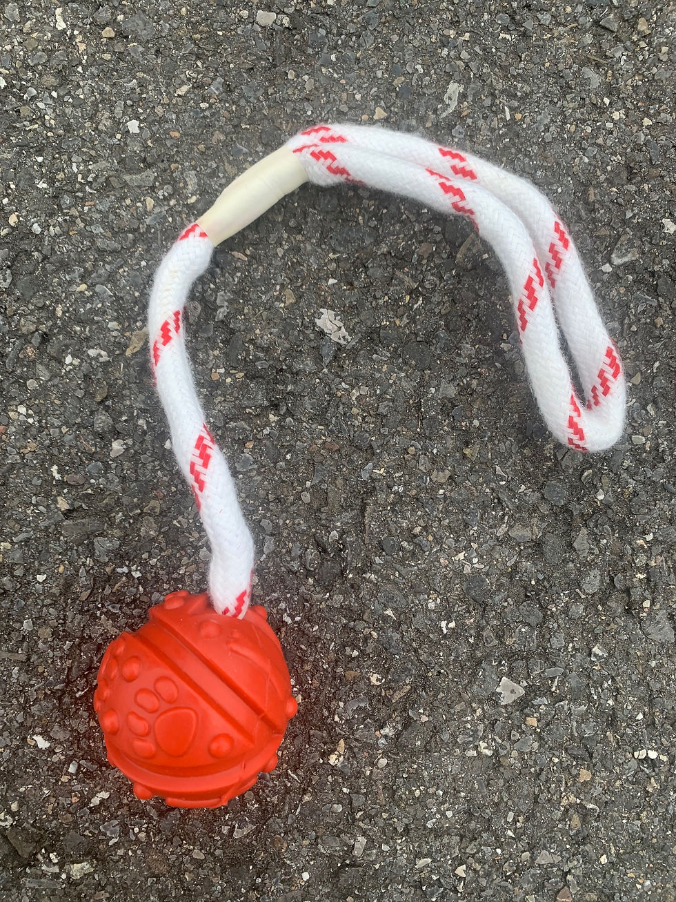 Miniaturbild: Schwimmball mit Kordel, Hundespielzeug, Ball mit Seil
