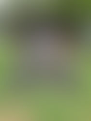散歩