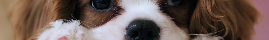 long-coated white and brown puppy_edited.png