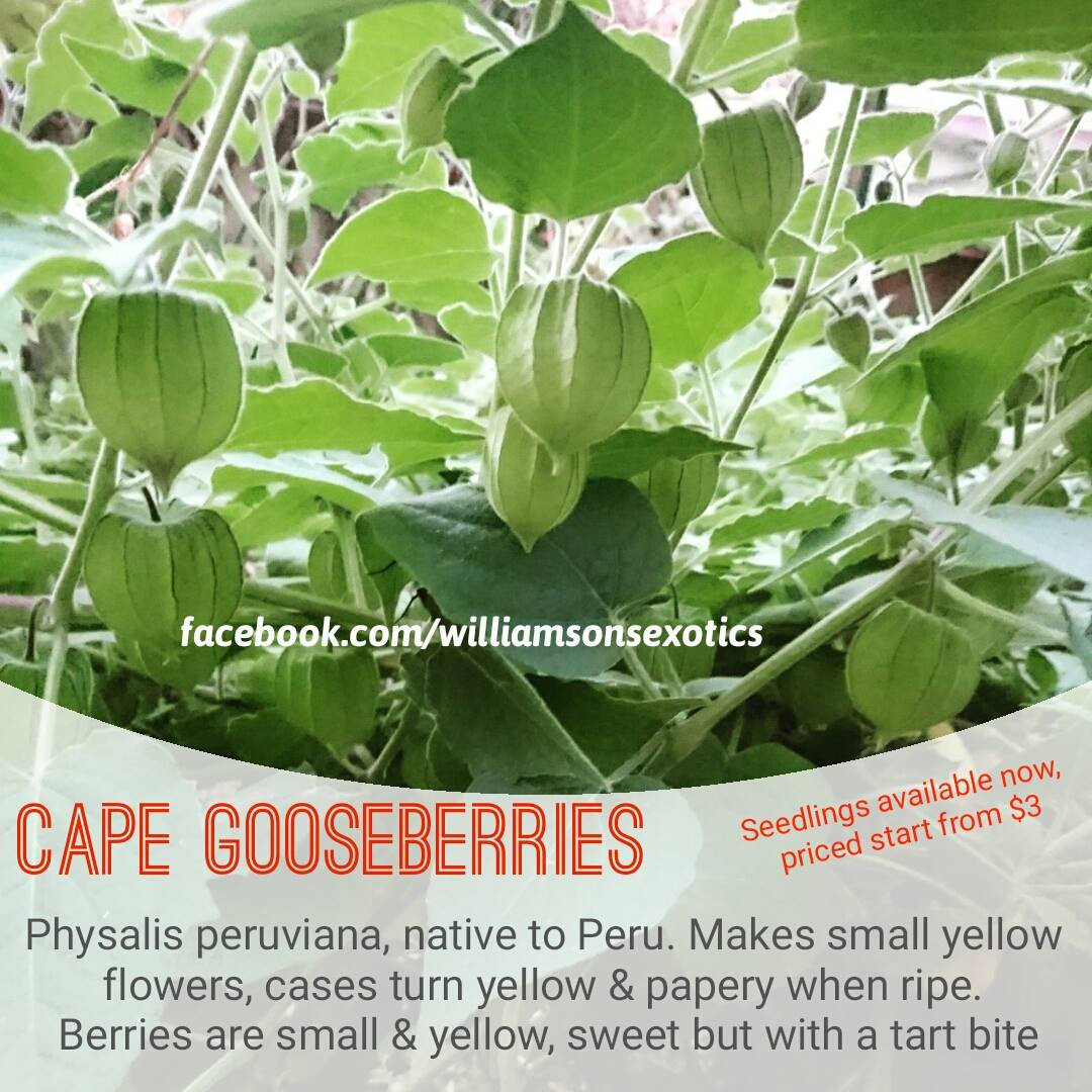 Cape gooseberry