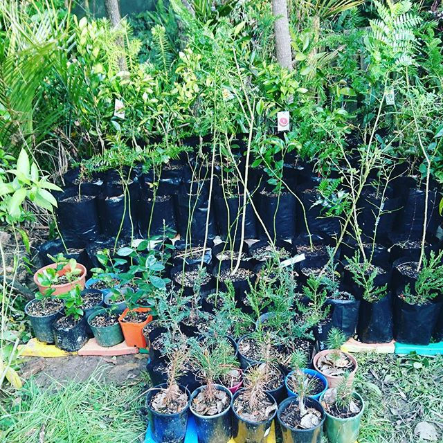 Baby plants ;)