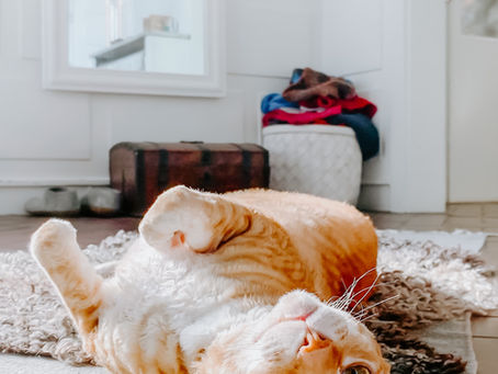 Cats get sunburn too