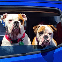 dogs in car