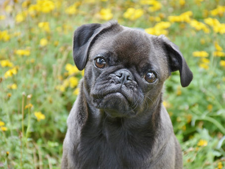 Does your dog snore? 