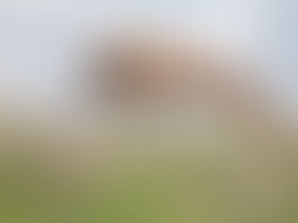 Cruciate disease in dogs