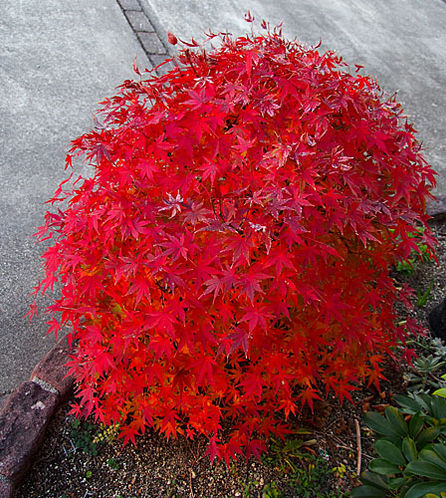 今年もキレイに紅葉😆、、、我が家のまん丸かえで