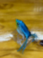 Thumbnail: "Blue Sky" HYDRO FROG