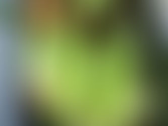 おかやんからとうきびたくさんいただきましたヽ(´▽｀)/