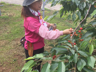 さくらんぼ🍒
