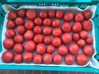 直売のお知らせ🍅🍒🥒