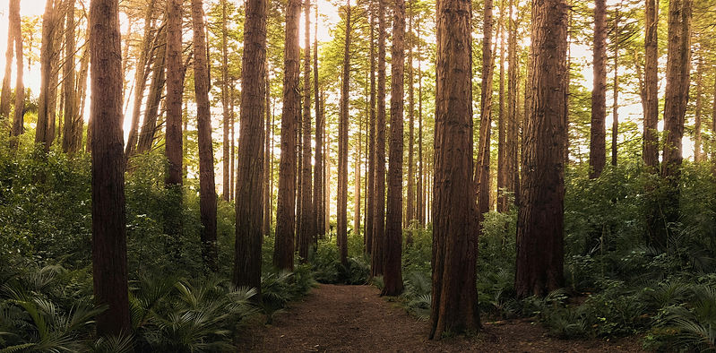 redwoods_edited.jpg