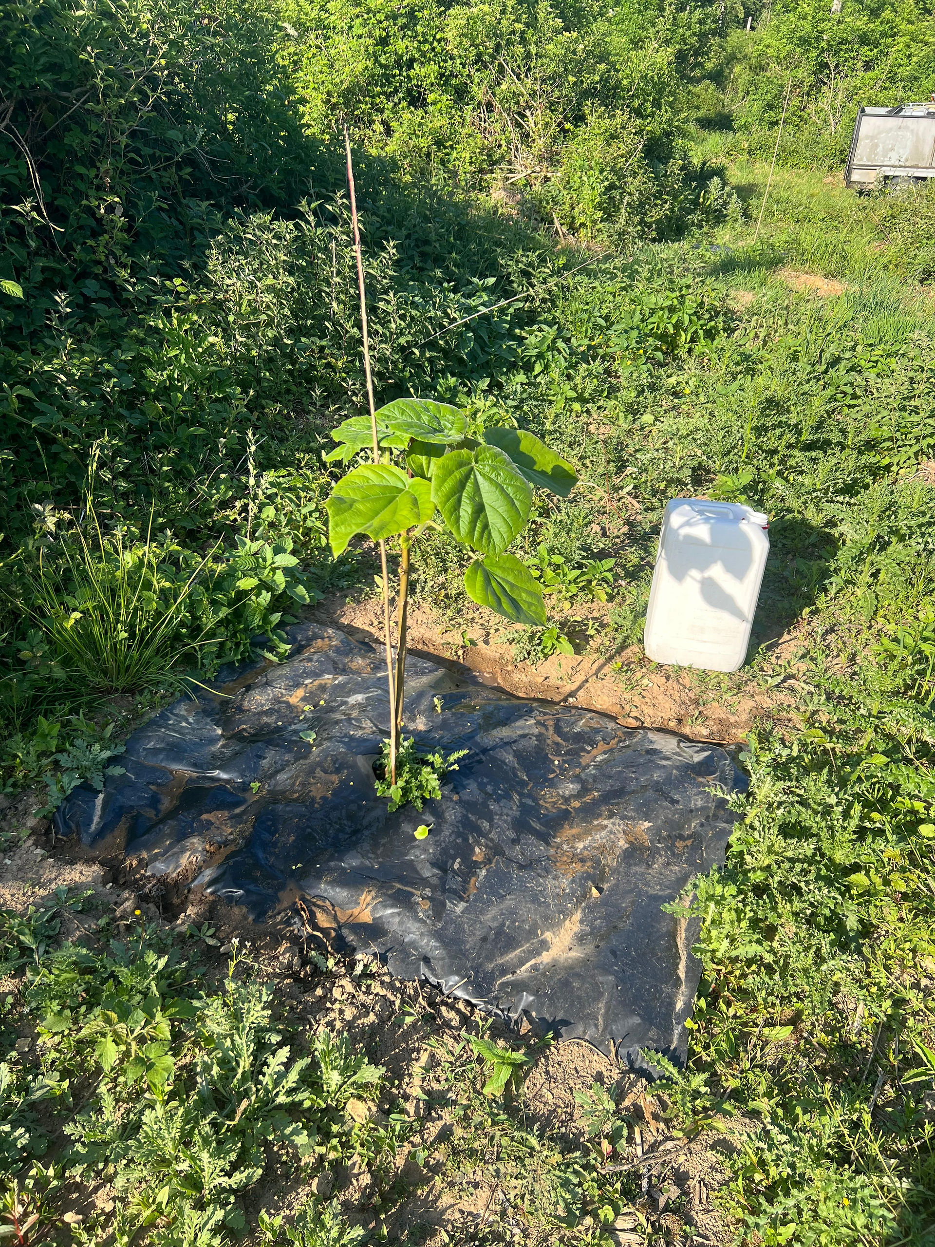 plantation de paulownia