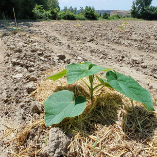 plantation de paulownia
