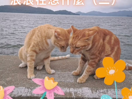 浪浪在想什麼？