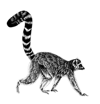 Walking lemur a website res loren dowdin
