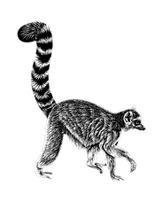 Walking lemur b website res loren dowdin