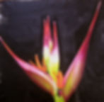 Candle - Banana do Mato