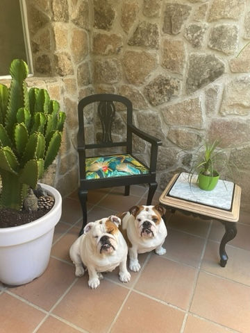 Miniatura: Fauteuil Louis Philippe bois Tropical