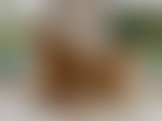 British Shorthair Golden Brother & Sister - $1900