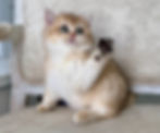 ree