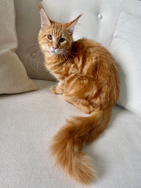 Maine Coon Orange Female - $2200