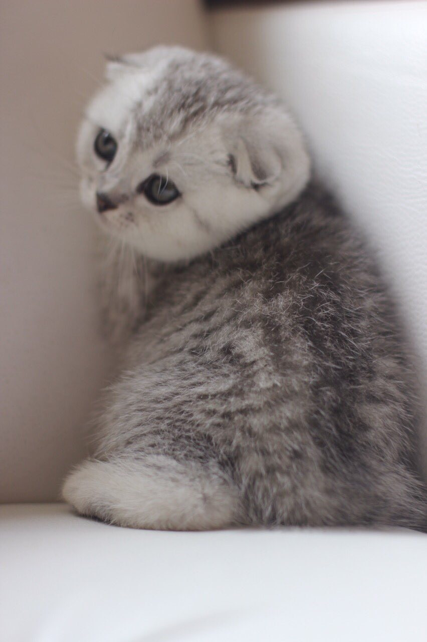 Fullscreen Page | Adorable Stars