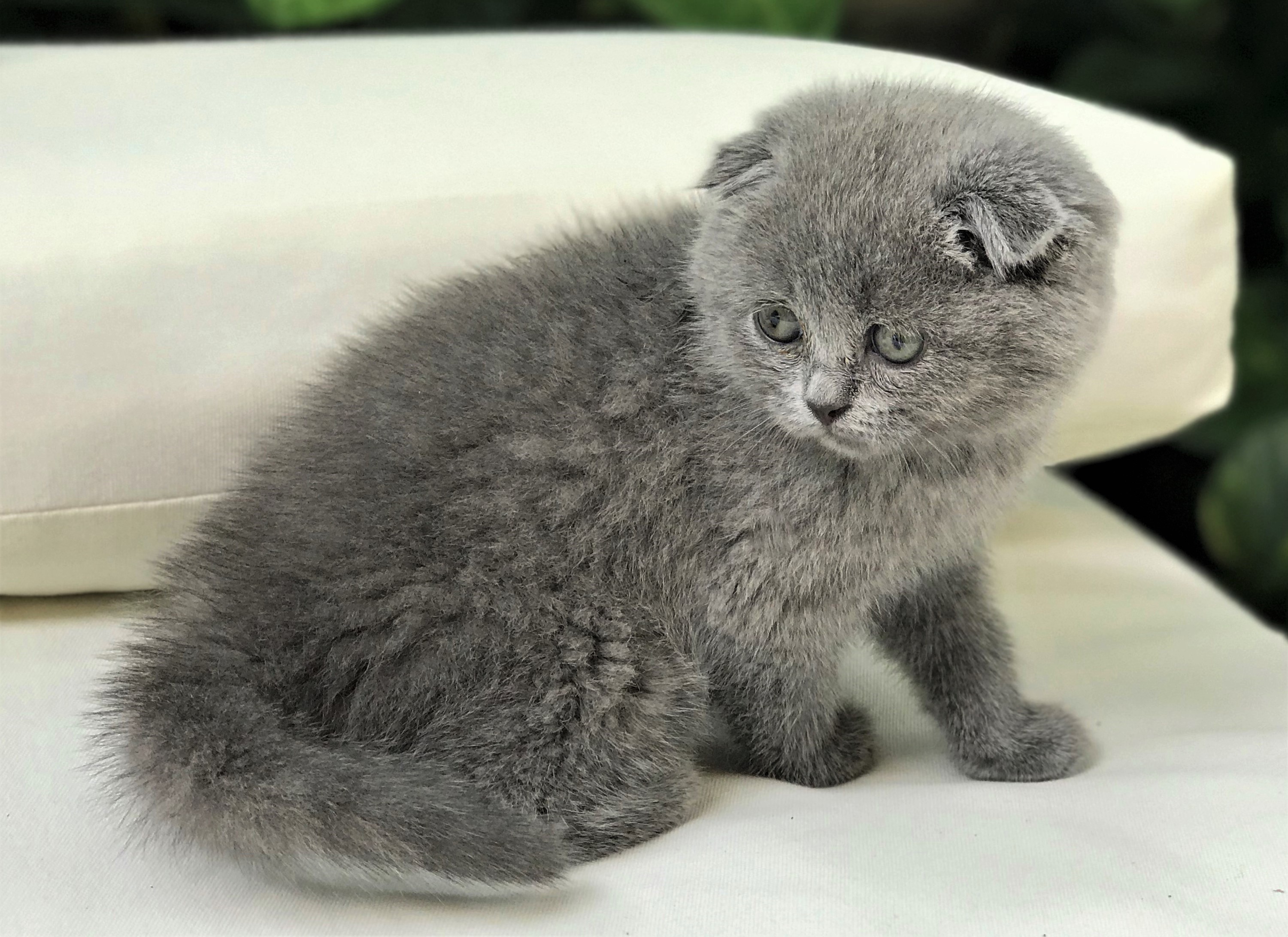 Scottish Fold Blue Female - $1500 | British/Scottish Kittens For Sale