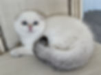 ree