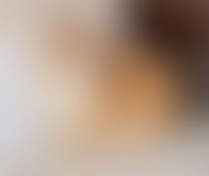 British Shorthair Golden Male - $2100